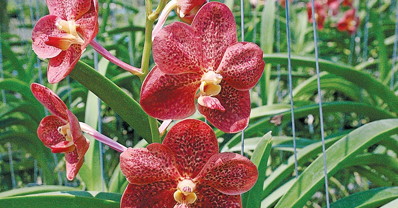 orchids-04 orchids-04