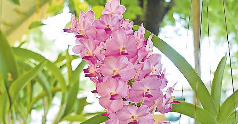 1fox-tail-orchid-1 1fox-tail-orchid-1