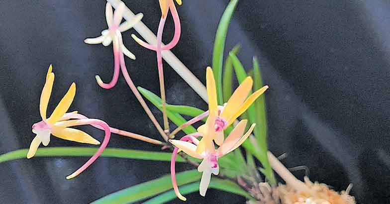 2Neofenitia-orchid-5 2Neofenitia-orchid-5