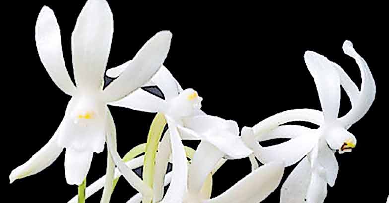 3neofenitia-white 3neofenitia-white