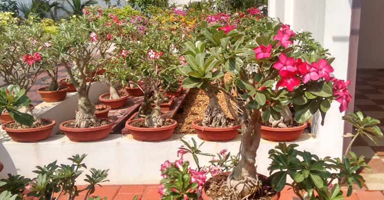adenium-bonsai-flower-plant adenium-bonsai-flower-plant