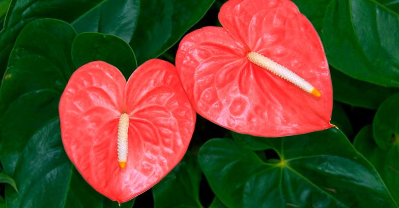 flower-anthurium flower-anthurium