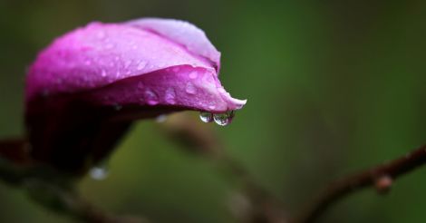 flower-rain