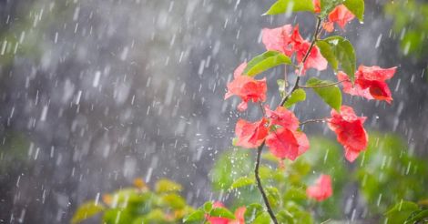 rain-flower