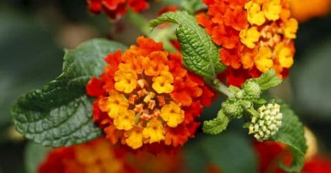 lantana-Flower-Kongini-Poov