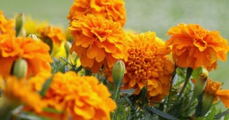 marigold-jamanthi-flower