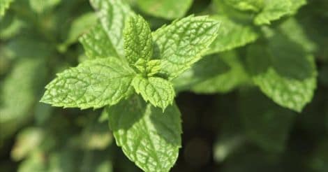 puthina-mint-plant