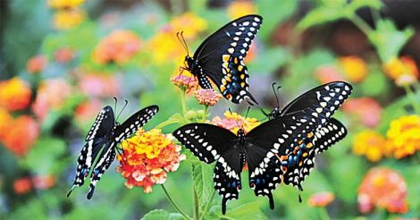 butterfly-garden-flowers