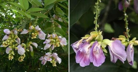 butterfly-pea-tree-flowers