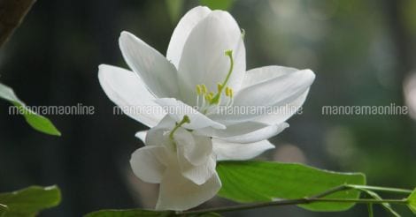 onam-flower-mandaram