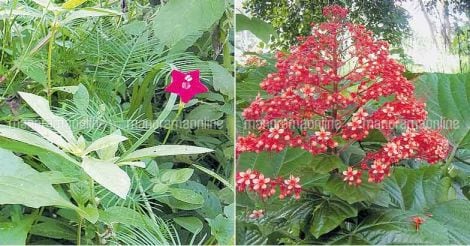 nalumanipoo-krishnakireedam-flower