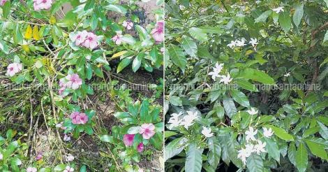nandyarvattam-east-indian-rosebay-flower