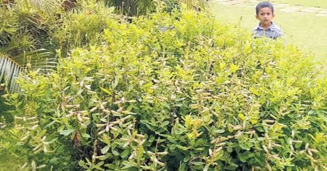 crotalaria-retusa-rattleweed