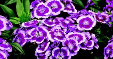 flower-dianthus