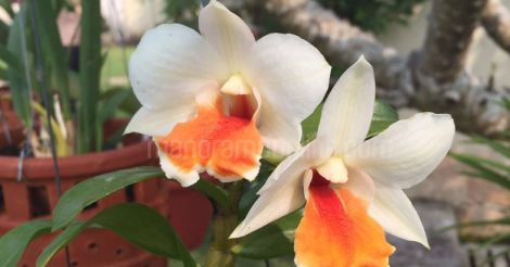 dendrobium-orchid-flower