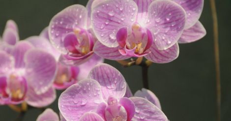 orchid-flower