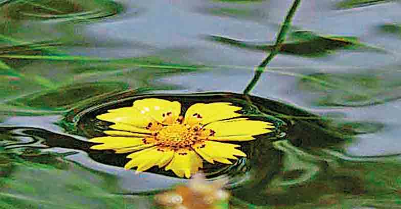 flood-flower-mariah-worbington flood-flower-mariah-worbington