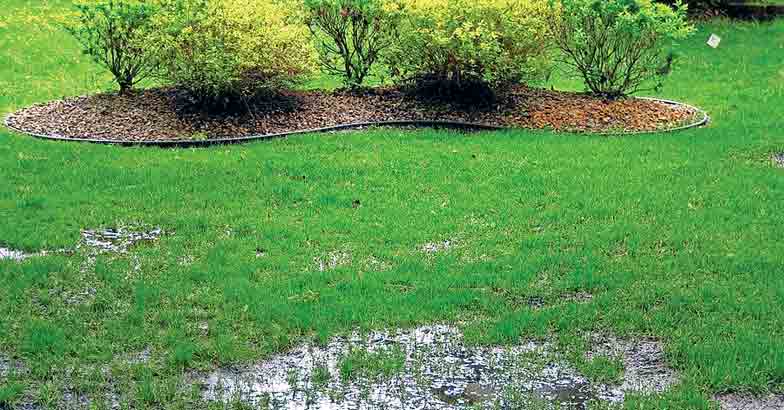 grass-lawn-after-floods-1 grass-lawn-after-floods-1