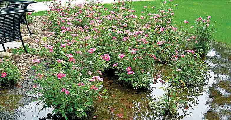 rosesinwater1 rosesinwater1