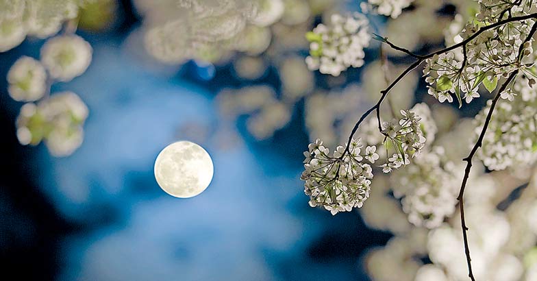 Pear Tree & Moon Pear Tree & Moon