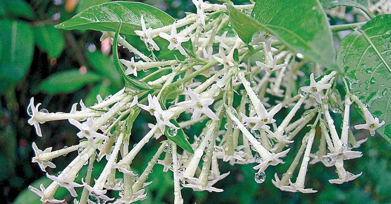 jasmine-nightbloomimg jasmine-nightbloomimg