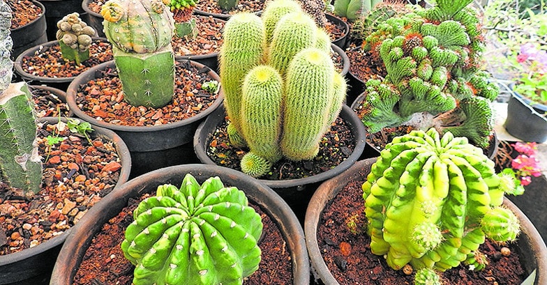 cactus-01 cactus-01