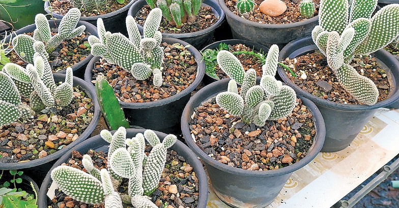 cactus cactus