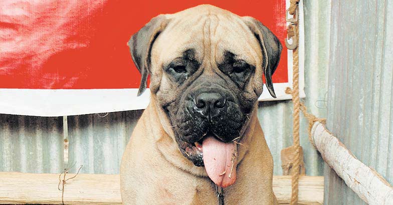 dog-bullmastiff dog-bullmastiff