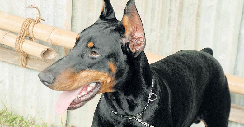dog-doberman dog-doberman