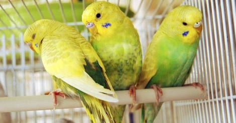 pet-birds-male-and-female