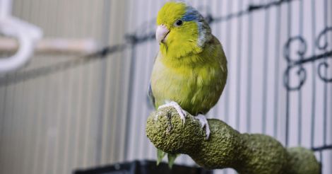 pet-birds-new