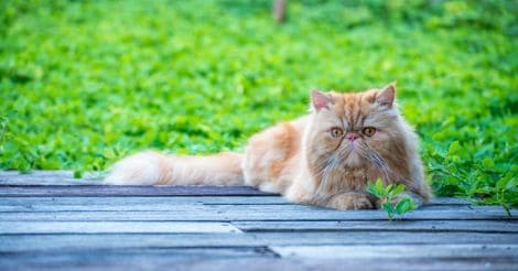 animal-pet-persian-cat