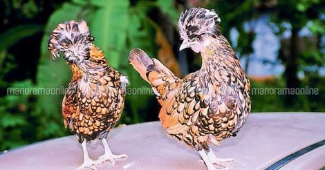 golden-sebright-bantam-hen