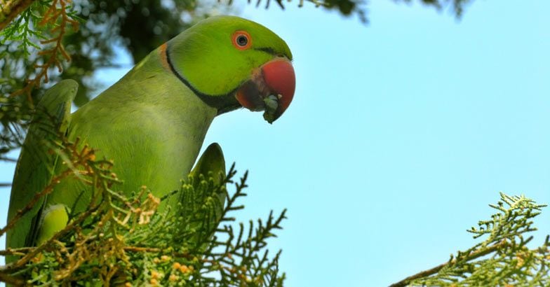 green parrot in malayalam