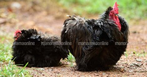 black-frizzle-ornamental-chicken-hen