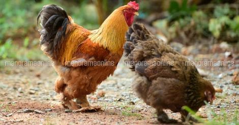 brahma-ornamental-chicken-hen