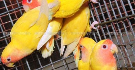 yellow-fischers-lovebird-pet
