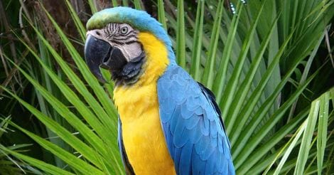 pet-bird-blue-and-gold-macaw