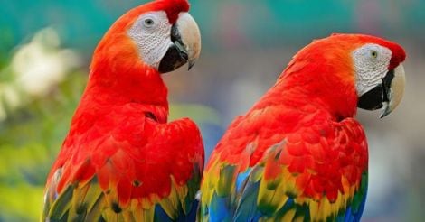 pet-bird-bolivian-scarlet-macaw
