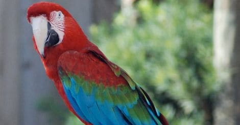 pet-bird-green-wing-macaw
