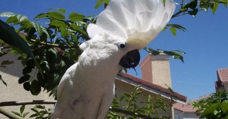 pet-bird-umbrella-cockatoo