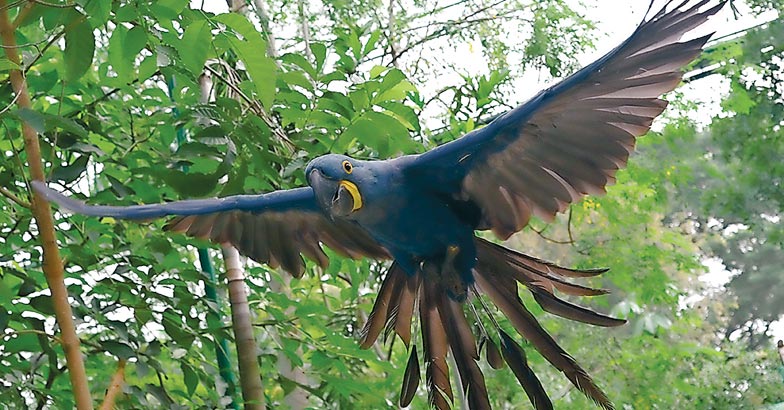 parroHyacinth-Macaw2 parroHyacinth-Macaw2