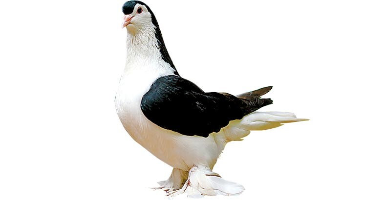 dove-01 dove-01