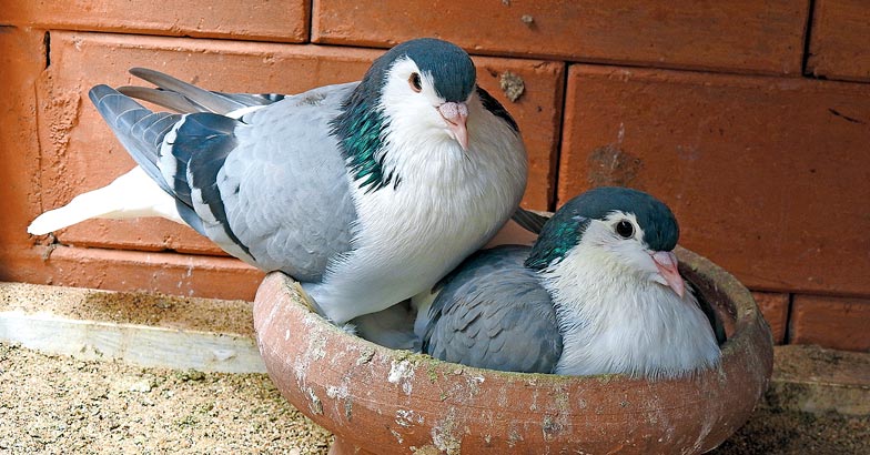 dove-03 dove-03