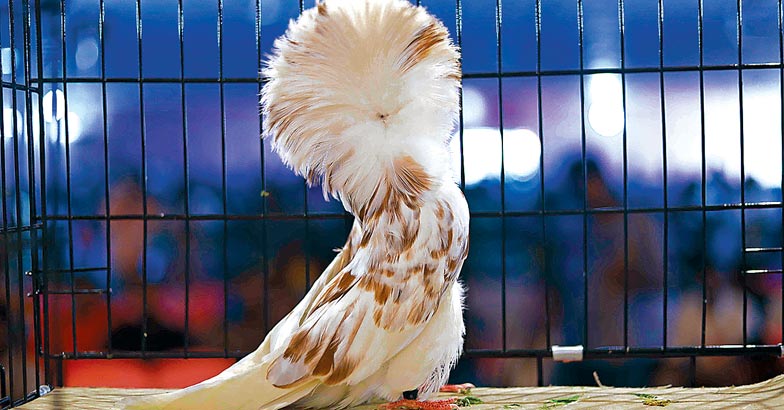 dove-05 dove-05
