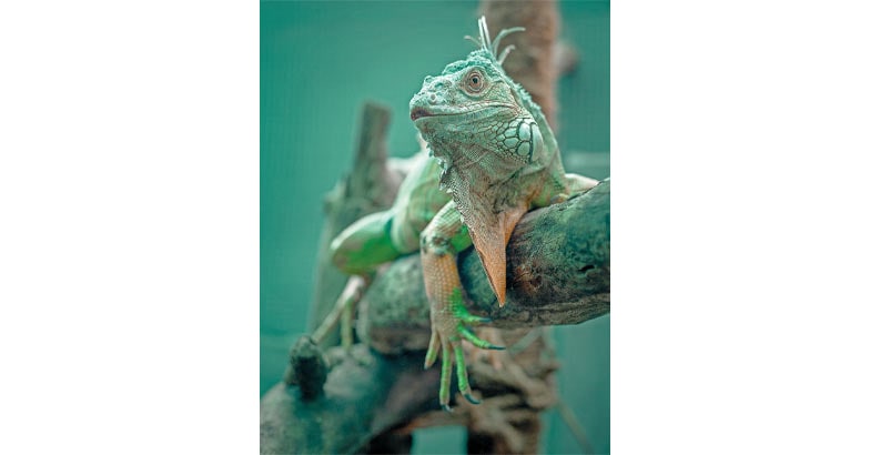 iguana iguana