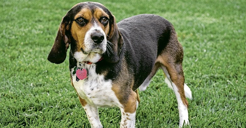 Beagle Beagle