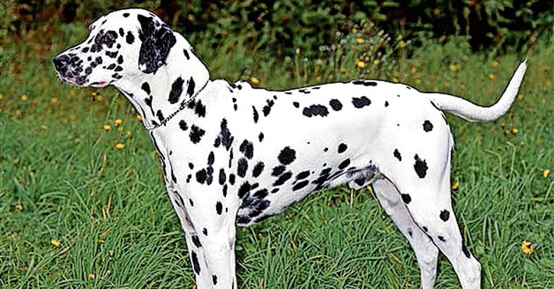 Dalmatian Dalmatian