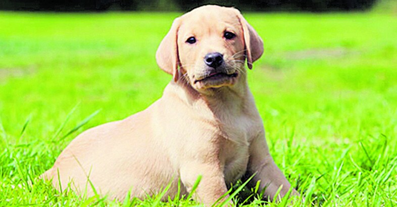 labrador labrador