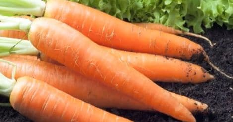 carrot-vegetable